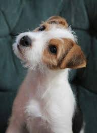 Pin By Marianne Novelli Bell On Jack Russel Russell Terrier Jack Russell Jack Russell Terrier