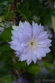 We did not find results for: Powojnik Clematis