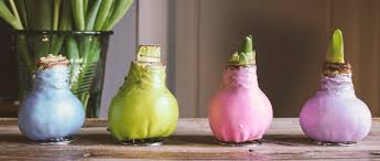 Be mine waxed amaryllis flower bulb with stand, no water needed. Wax Amaryllis Amaryllis Qfb Gardening