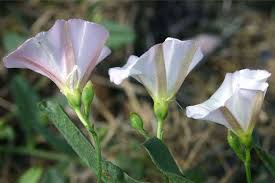 Image result for Convolvulus goyderi