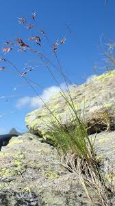 Image result for Rhytachne