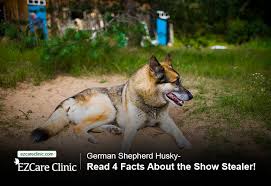 Check spelling or type a new query. German Shepherd Husky The Ultimate Mix