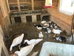 The youngest ducklings are two weeks old now, so its officially time to  power clean the duck coop. : rpowerwashingporn