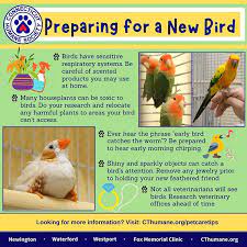 Get Prepped For Your New Bird – Connecticut Humane Society