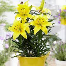 Van Zyverden Patio Lily Lemon Pixie With Yellow Metal Planter And Growers Pot 832361 The Home Depot Flower Pots Metal Planters Lily Plants