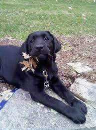 Then, in addition to the purchase costs, you need to consider how much you will pay in vet bills, food cost, and training devices. Cute Black Lab Lab Puppies Puppies Black Lab Puppies
