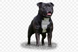 Staffordshire bull terriers are a natural dog and generally robust. Staffordshire Bull Terrier Dog Breed American Staffordshire Terrier American Pit Bull Terrier Png 1024x683px Staffordshire Bull