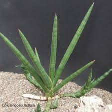 Image result for Sphedamnocarpus angolensis