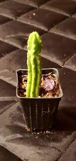 San pedro cactus is a large columnar cactus from south america's andes mountains and is a vigorous grower. 3 San Pedro Cactus World Seed Supply
