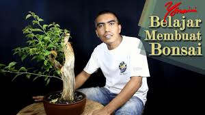 8 cara memangkas bunga kertas. Cara Membuat Bonsai Bunga Kertas Bougainvillea Youtube