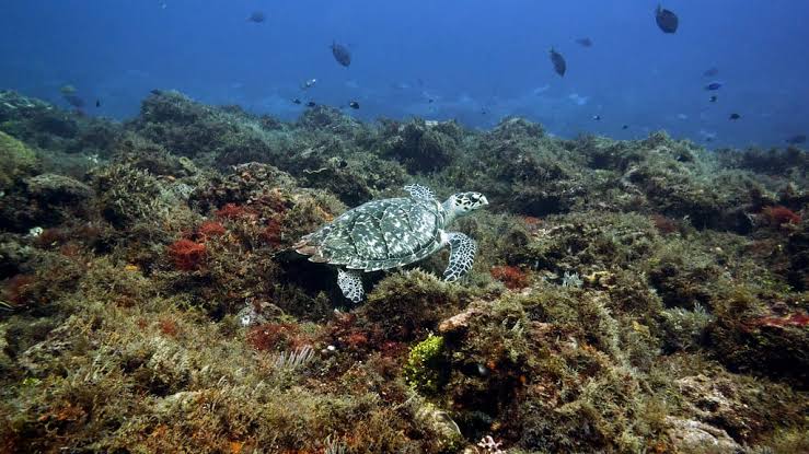 Hawksbill Turtle | Mackay and District Turtle Watch
