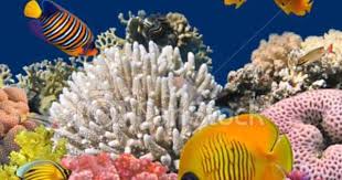 pin by kerry silver on sealife underwater life coral pictures coral reef