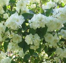 Image result for Exochorda