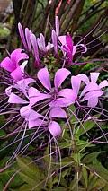 Image result for Cleome schimperi