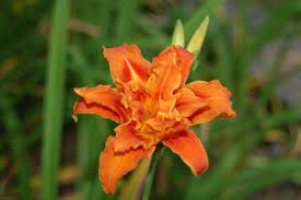 Triple Ditch Lily From Heather And One From Robin This Is The Only Orange Ditch Lily That I Want Garden Flowers Perennials Flowers Perennials Flower Garden