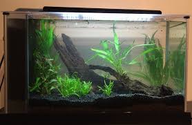 Betta fish can have tank mates with the right size aquarium and care. How To Add Live Plants To Your Aquarium The Step By Step Guide