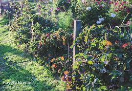 Erect blackberries grow without support, but trellises will keep the planting neater and make harvest easier. How To Build A Blackberry Trellis A Simple Way To Grow Thornless Blackberries Lovely Greens