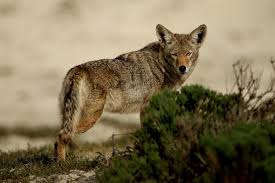 That means, for now, you might just have to deal with them as they decide to show up. Here S How To Keep Coyotes Out Of Your Yard