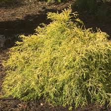 We did not find results for: Polar Gold Thuja Spring Meadow Wholesale Liners Spring Meadow Nursery
