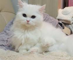 Purebred kittens🐈 for sale in usa🇺🇸. 22 Most Adorable White Munchkin Cat Photos And Pictures