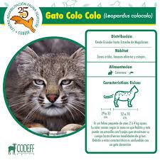 Help improve our database by adding a synopsis here. Codeff Chile ×'×˜×•×•×™×˜×¨ Conoce Sobre El Gato Colocolo Otros De Los Animales Que Se Han Rehabilitado En Nuestro Crfs Que Cumple 25 Anos De Historia 25anoscrfs Https T Co X0l8383wif