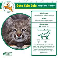 This is a japanese diy candy kit. Codeff Chile ×'×˜×•×•×™×˜×¨ Conoce Sobre El Gato Colocolo Otros De Los Animales Que Se Han Rehabilitado En Nuestro Crfs Que Cumple 25 Anos De Historia 25anoscrfs Https T Co X0l8383wif