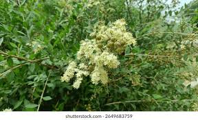 Image result for Lawsonia inermis