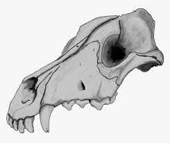 This eventually lead me to study psychology and train to become a cognitive behavioral ps. Dog Skull By Szczygly D6qh39p Dog Skull Drawing Hd Png Download Kindpng