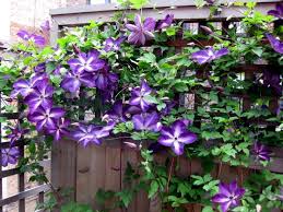We did not find results for: Clematis Climbing Plants Tips For Planting Care And Cutting Interior Design Ideas Ofdesign
