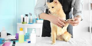 Why Routine Grooming is Crucial for Pet's Health?