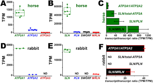 horse gluteus is a null sarcolipin muscle with enhanced