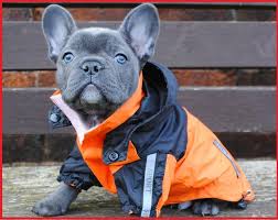 French bulldog puppies in charlotte are easy going little dogs, and are eager to please their owners. Top Quality Blue French Bulldog Puppies For Sale In Buffalo New York Classified Americanlisted Com