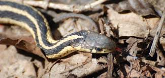 Any disruption in a snake's routines can cause stress. What Happens To Snakes In The Winter Credit Valley Conservation Credit Valley Conservation