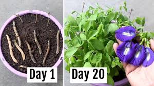 How To Grow Aparajita Blue Pea Plant From Seeds Cuttings With Update Pea Plant Plants Butterfly Pea Flower