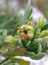 Image result for Surianaceae