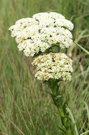 Image result for Crassula alba