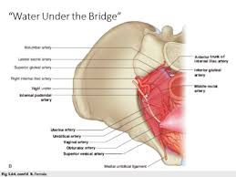 Trunk or torso is an anatomical term for the central part of the human body from which extend the neck and limbs. Lecture 4 Female Reproductive Anatomy Flashcards Quizlet