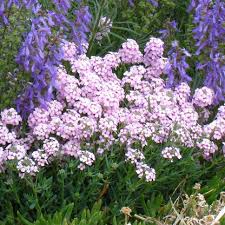 Image result for Eriosema shirense