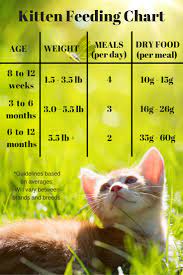 How much to feed your cat is the subject of many cat health questions i receive both in my practice and online. Feeding Your Kitten Helpful Kitten Feeding Schedules And Charts
