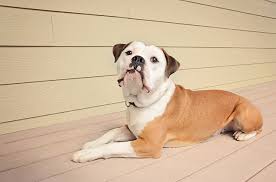 Even if his life isn't that long, ensure it is filled with love. Olde English Bulldogge Dog Breed Temperament Health Feeding And Puppies Petguide