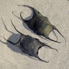Der bekannteste rajide ist der nagelrochen ( raja clavata ), der an den europäischen küsten vom schwarzen meer bis zur barentssee lebt. Eier Rochen