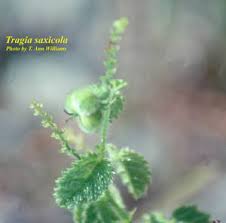 Image result for Tragia kirkiana