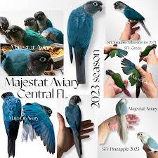 I Have A 7-Year-Old Green Cheek Conure And She Has Laid A Total Of 13 Eggs.  What Do I Do? - Quora