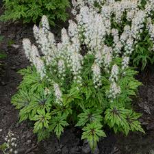 5 out of 5 stars. Cutting Edge Foamflower Tiarella Hybrid Proven Winners