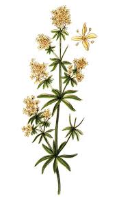 Image result for Galium verum