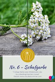 Pin Auf Pflanzen