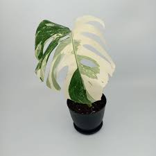 Borsigiana Albo Variegata Monstera Deliciosa Variegated It Plantae