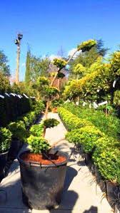 It is known as 'niwaki', the translation of which is 'garden tree'. Taxus Baccata Semperaurea Cloud Tree For Sale Online Uk