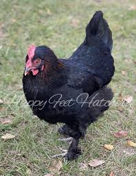 Solid black, or with a few copper spots. Black Copper Marans Happy Feet Hatchery