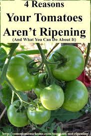 4 Reasons Your Tomatoes Aren T Ripening Or Turning Red Tomato Tomato Garden Growing Tomatoes